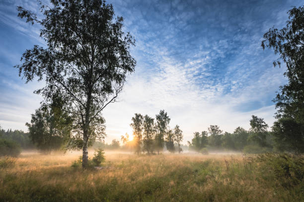 istock ray of sunshine through the tree 1334663447