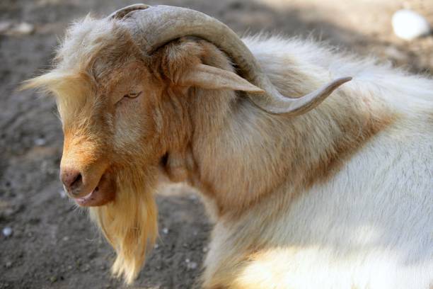 istock Goat portrait redhead and white wool colors 1334663496