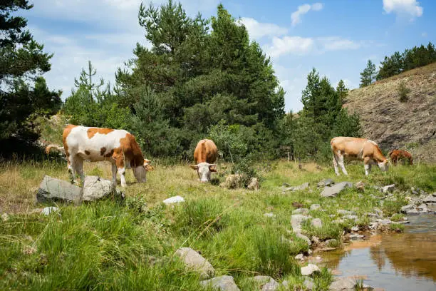 Cows on mountain pasture grazing the grass near mountain stream. Beautiful summer scenery in mountains. Harmony with nature