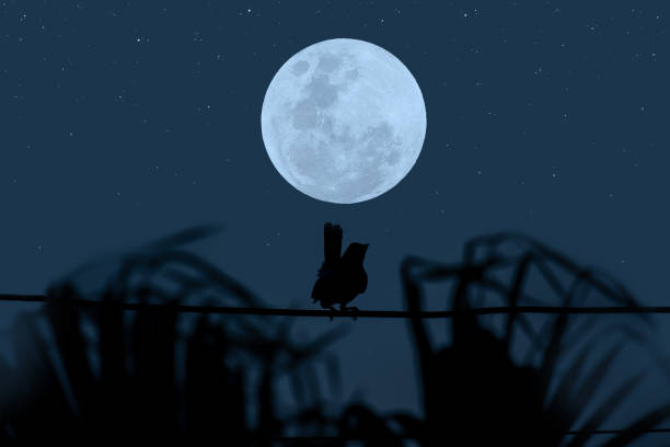 istock Full moon with bird and tree silhouette on electric wire in the dark night. 1334664013