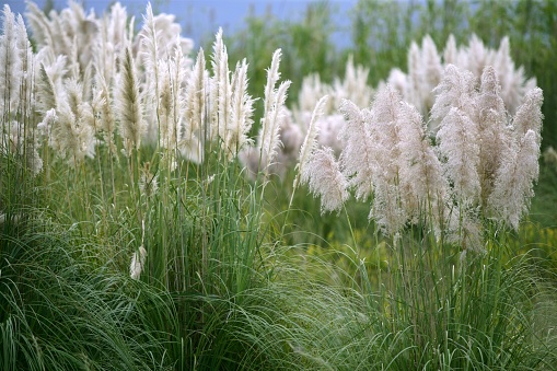 Cortaderia selloana, Poaceae wild spike savana flower background