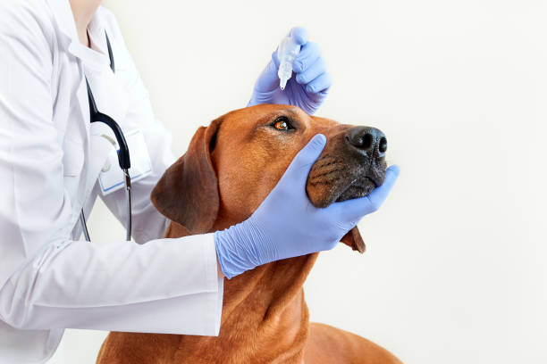 Vet dripping medicinal eye drops into dog's eye stock photo