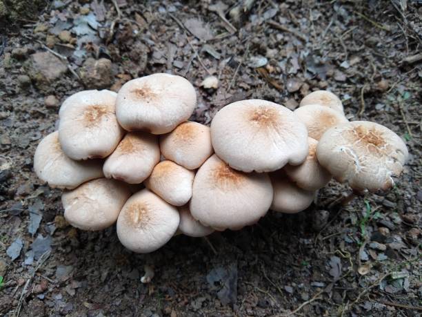 istock Mushrooms in the forest floor, close-up view 1334665193