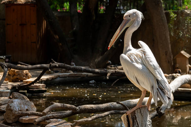 istock A pink pelican is sitting on a tree stump. 1334665463