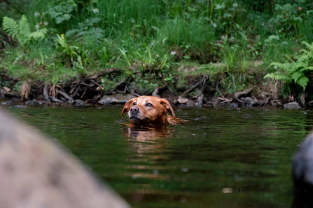istock Fox Red Labrador Retriever Enjoying a Swim in the River 1334665513