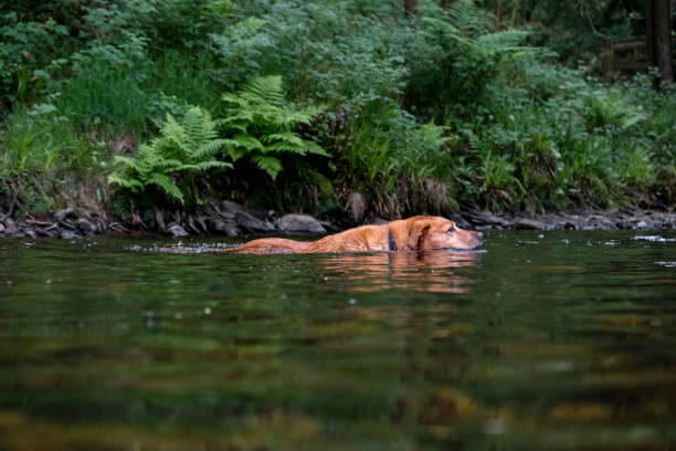 Fox Red Labrador Retriever Swimming in a River
