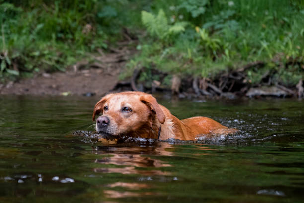 istock Fox Red Labrador Retriever Enjoying a Swim 1334665530