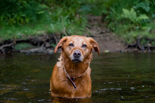 A portrait shot of a senior Fox Red Labrador Retriever swimming in a river on a sunny summer's day.