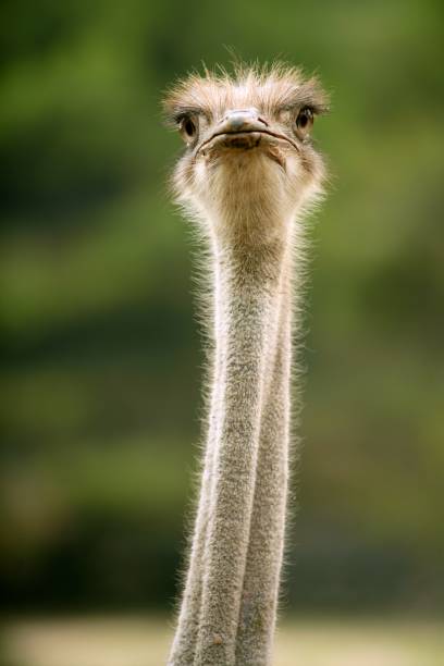 istock Ostrich portrait outdoor forest green trees 1334666476