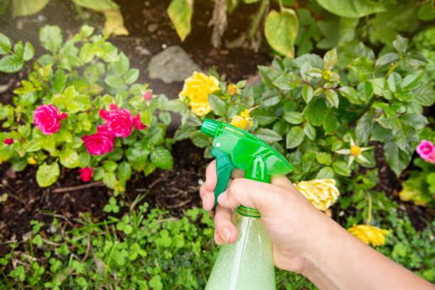 Close up view of person using homemade insecticidal insect spray in home garden to protect roses from insects. Close up view of person using homemade insecticidal insect spray in home garden to protect roses from insects. aphid stock pictures, royalty-free photos & images