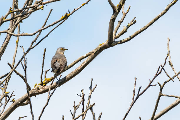 istock Common cuckoo Cuculus canorus in the wild sitting on a branch 1334666907