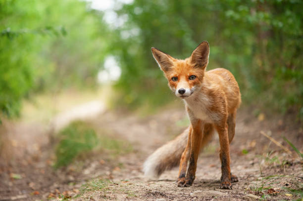 istock Portrait of a red fox Vulpes vulpes on a beautiful background 1334667012