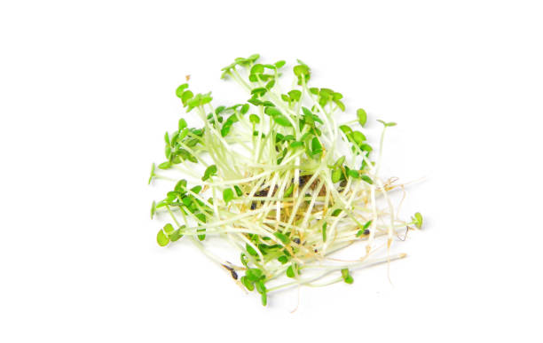 basilic microgreen sur un fond blanc isoler. mise au point sélective. - basil herb plant organic photos et images de collection