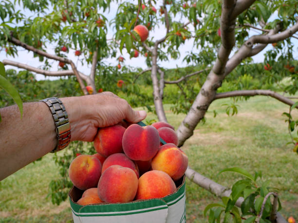 istock basket of fresh picked peaches 1334669590