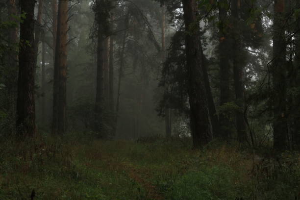 Foggy morning in a pine forest. Forest path between pine trees in a foggy mystical forest. Summer landscape pine trunks through the fog. Enchanted forest.