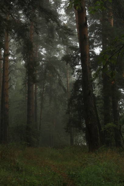 istock Foggy morning in a pine forest. Forest path between pine trees in a foggy mystical forest. Summer landscape pine trunks through the fog. Enchanted forest. 1334669823