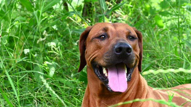 Dog with tongue sticking out laying on green grass on hot summer day. Panting dog. Rhodesian ridgeback