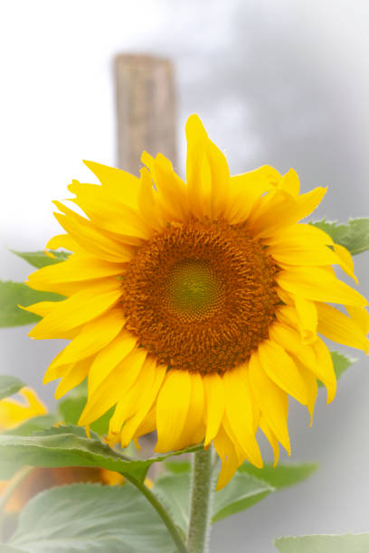 istock Sunflower - on a Foggy Morning 1334671021