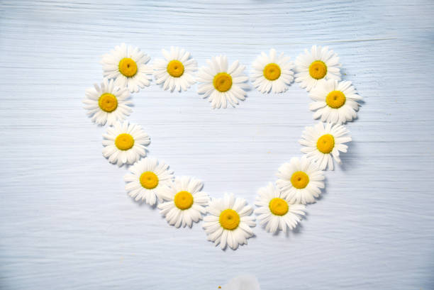 istock A heart shape made of white chrysanthemum flowers, copy space 1334671065