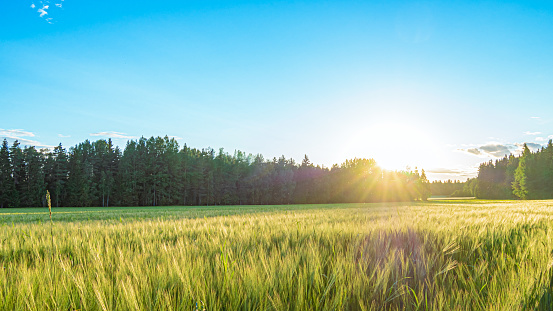 Close-up of the sun shining upon a green wheat field under the the blue sky, beautiful idyllic scenery