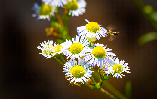 Wild Flower - Daisy Fleabane with small Bee Hovering
