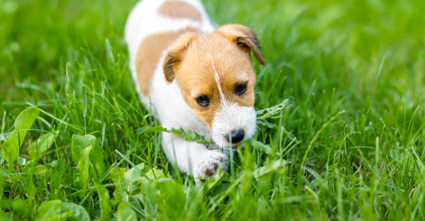 Cute pet dog puppy banner