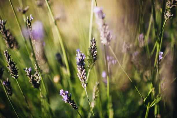 Fragrant lavender in summer with bumblebee