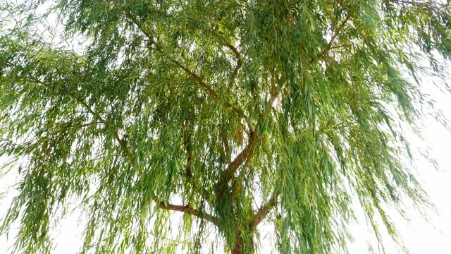 Rotating shot of weeping willow with sunlight shining brightly