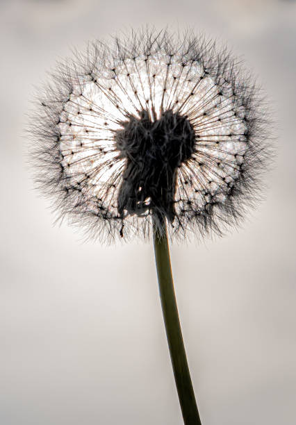 flor de diente de león (taraxacum officinale) con semillas maduras listas para diseminar - leontodon fotografías e imágenes de stock