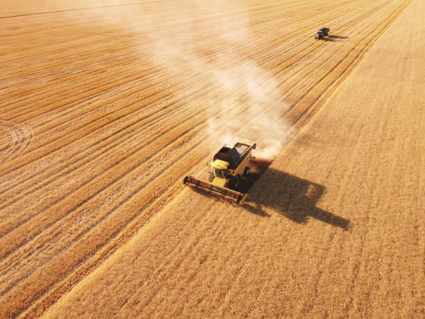 Wheat field with combine harvester and trailer work together Aerial view agriculture industry combine harvester stock pictures, royalty-free photos & images
