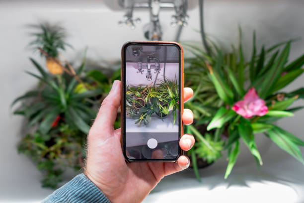 istock Photographing the Houseplants in the Bath 1334672466