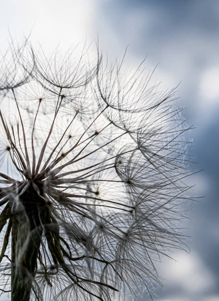 fleur de pissenlit (taraxacum officinale) avec des graines mûres prêtes à disséminer - leontodon photos et images de collection