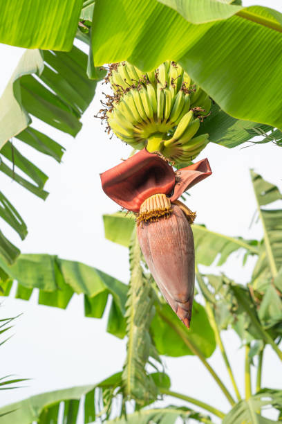 istock Banana flowers hanging on a banana tree 1334672719