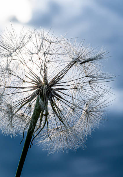 fleur de pissenlit (taraxacum officinale) avec des graines mûres prêtes à disséminer - leontodon photos et images de collection