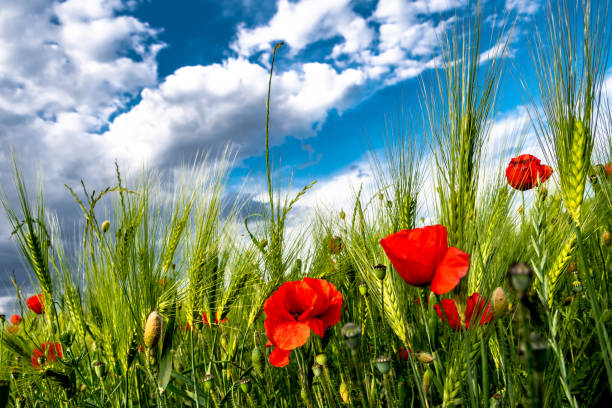 istock Red Blossoms Of Corn Poppy (Papaver Rhoeas) On Green Wheat Field 1334672807