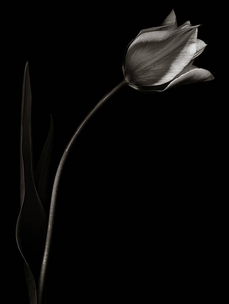 istock Monochrome tulip with light edges 133467311