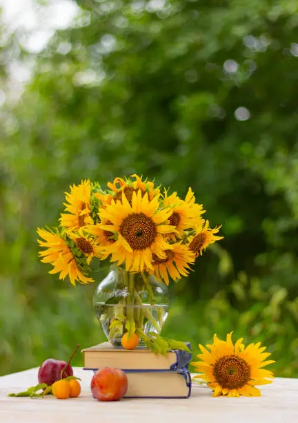 Photo of still life of a bouquet of sunflowers in a vase, a stack of books and plums on atable in the garden