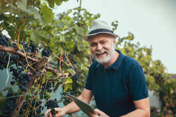 istock Senior man harvesting grapes in the vineyard 1334673853