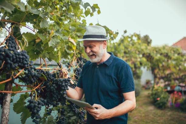 istock Senior man harvesting grapes in the vineyard 1334673855
