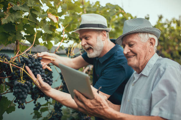 starsi mężczyźni zbierający winogrona w winnicy - senior adult caucasian farmer grape harvesting zdjęcia i obrazy z banku zdjęć