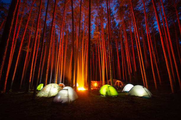 istock Children camping in the spruce forest 1334674781