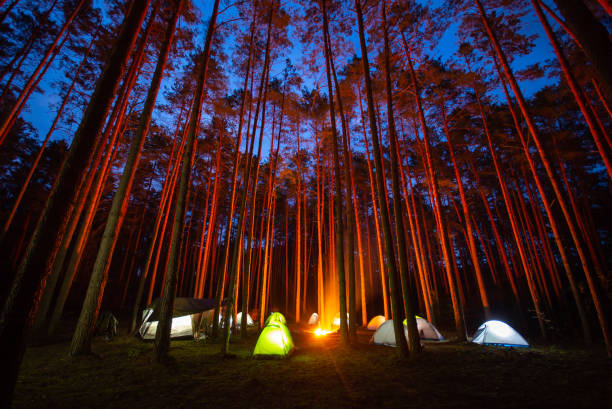 istock Tourists camping in pine forest at night 1334674785