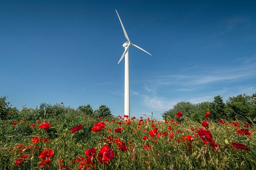 Wind turbine on meadow with blooming poppies under blue sky, Wangerland, Friesland - District, Lower Saxony, Germany, Europe