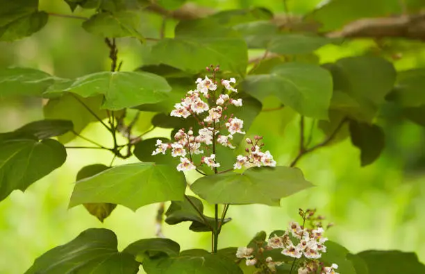 Flowers of catalpa among big green leaves. Closeup of white and maroon flowers blooming on a Golden Catalpa treeFlowers of catalpa among big green leaves. Closeup of white and maroon flowers blooming on a Golden Catalpa tree