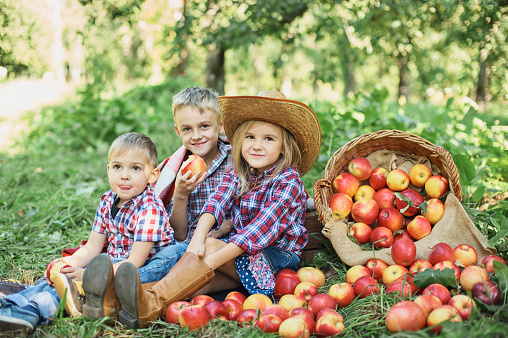 Children with Apple in the Apple Orchard. Child Eating Organic Apple in the Orchard. Harvest Concept. Garden, Toddler eating fruits at fall harvest. Apple picking