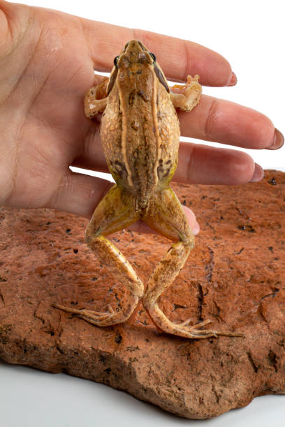 a common frog comes to a woman hand from a natural stone, a white backdrop close-up. - wakening imagens e fotografias de stock