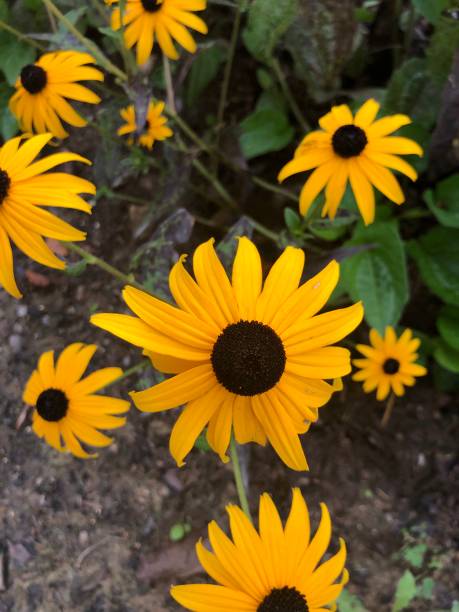 Black eyed Susan’s