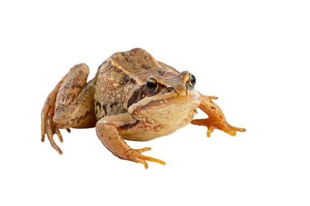 istock Common American frog on white isolated close-up. 1334677861