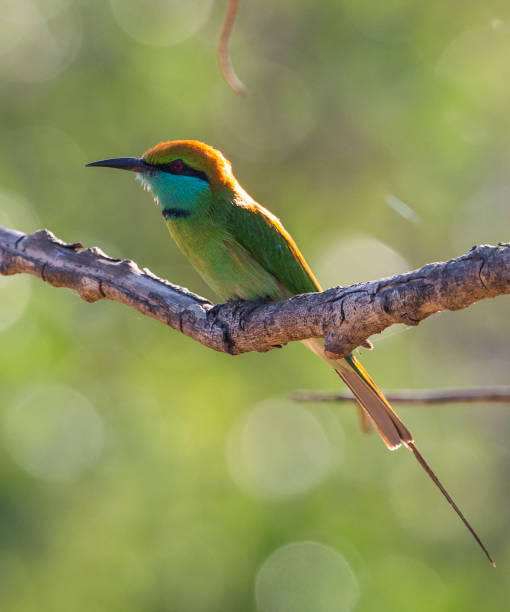 istock SRI LANKA-WILDLIFE 1334679050