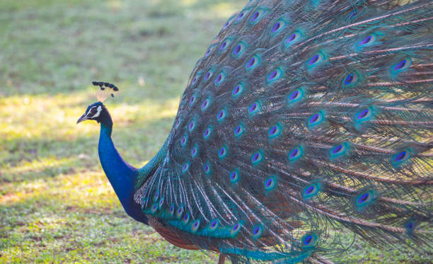 istock SRI LANKA-WILDLIFE 1334679068